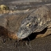 dragon_komodo_hsb_rinca_v_0949_kom2726.jpg